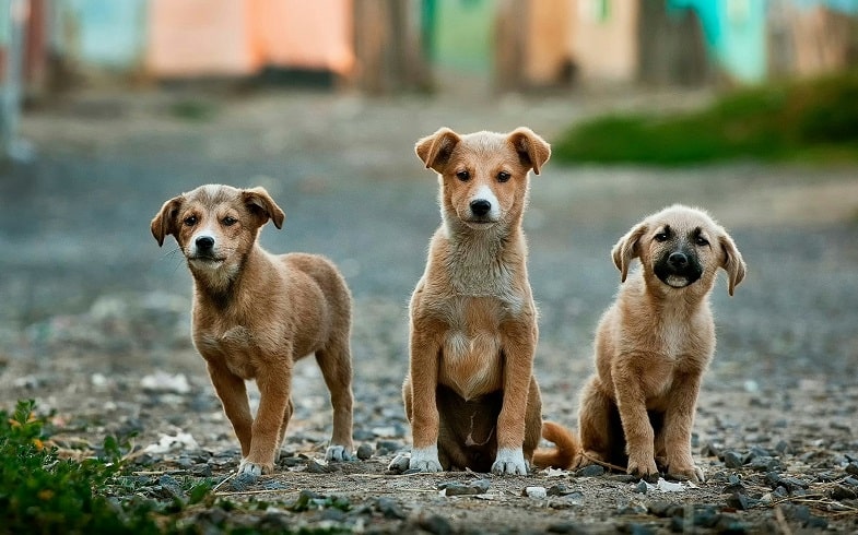 La nicotina: un pericolo per gli animali domestici